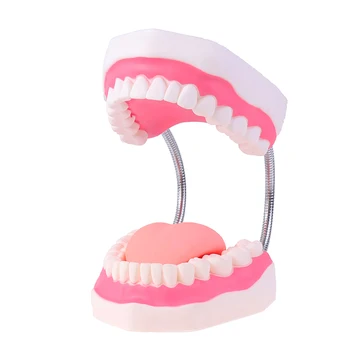 6 Пъти Стоматологичен Обучение Модел на Изследване на Структурата на зъбите в устната Кухина Зъболекар модул за Обучение Демонстрационен Инструмент За Почистване на Зъбите
